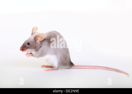 Ausgefallene Maus, eine domestizierte Form der Hausmaus (Mus Musculus) Stockfoto