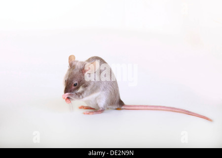 Ausgefallene Maus, eine domestizierte Form der Hausmaus (Mus Musculus) Stockfoto