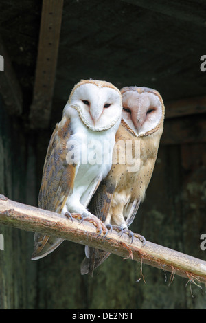 Schleiereulen (Tyto Alba) sitzt auf einem Ast Stockfoto