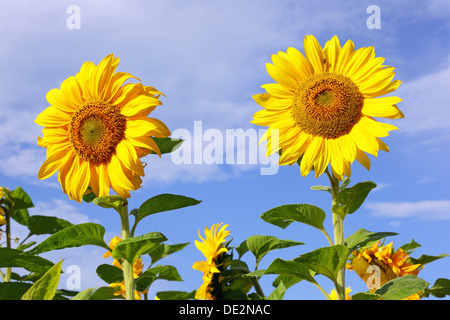 Sonnenblumen (Helianthus Annuus) Stockfoto