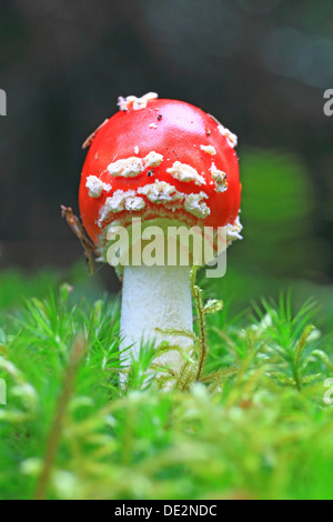 Fly Agaric (Amanita Muscaria) in Moos Stockfoto