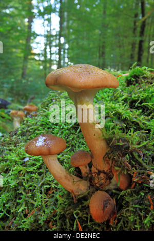 Honig-Pilz (Armillaria SP.), Obst stellen im Wald Stockfoto