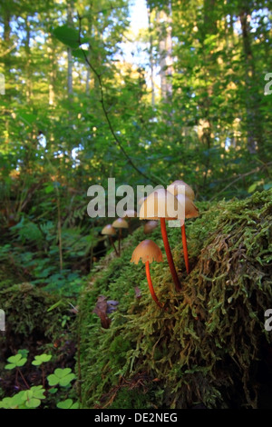 Gemeinsamen Motorhaube, Toque Mycena (Mycena Galericulata), Fruchtkörper in einer Gesamtstruktur Stockfoto