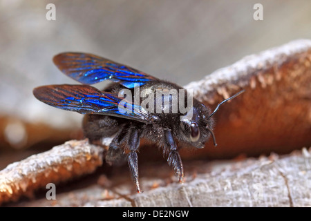 Violette Holzbiene, indische Bhanvra (Xylocopa Violacea), seltene Insekten lieben warmes Klima Stockfoto