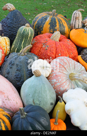 Auswahl von verschiedenen Sorten von Kürbis im Herbst, steirische Ölkürbis, Chicago gewarzt Hubbard, rote Warze, Barbara Butternut Stockfoto