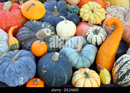 Auswahl von verschiedenen Sorten von Kürbis, rote Warze, Muscat de Provence, Patisson oder Pattypan Squash, Queensland Blue, Puccini Stockfoto