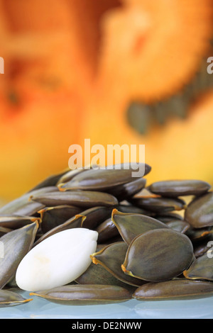 Geschälte und ungeschälte Samen vor Zellstoff aus den steirischen Ölkürbis Stockfoto