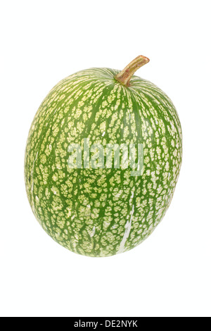 Squash, Feigenblatt Kürbis (Cucurbita Ficifolia) Stockfoto