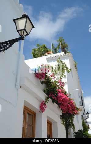 Bougainvillea gegen weiße Wände Stockfoto