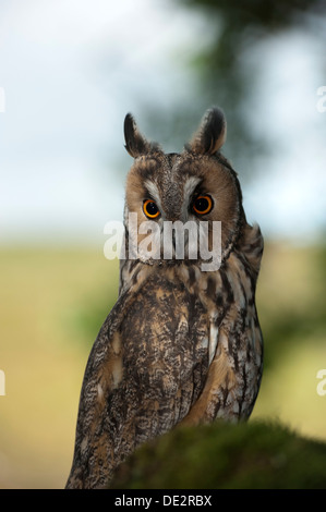 Lange Eared Owl (Asio Flammeus) am Schlafplatz in einem Baum. In Gefangenschaft. Stockfoto