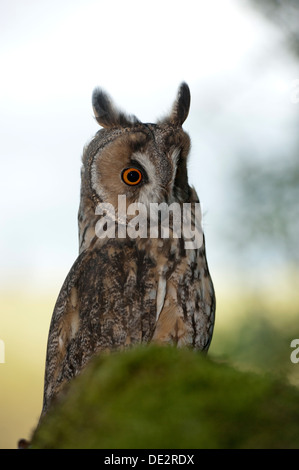 Lange Eared Owl (Asio Flammeus) am Schlafplatz in einem Baum. In Gefangenschaft. Stockfoto