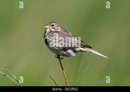 Grauammer (Miliaria Calandra) auf einem Ast Stockfoto