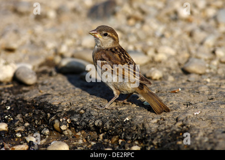 Haussperling (Passer Domesticus), junge auf dem Boden sitzend Stockfoto