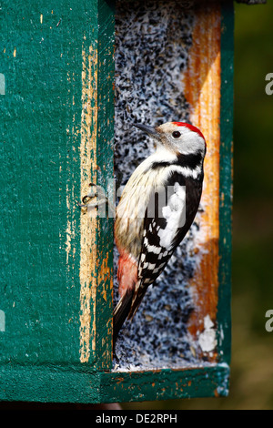 Mittleren Spotted Woodpecker (Dendrocopos Medius) auf ein Futterhäuschen für Vögel Stockfoto