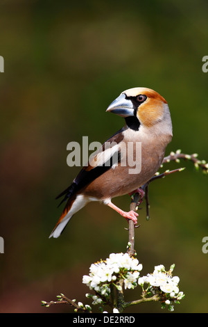 Kernbeißer oder Kernbeißer (Coccothraustes Coccothraustes), männliche sitzen auf einem blühenden Ast im Frühjahr Stockfoto