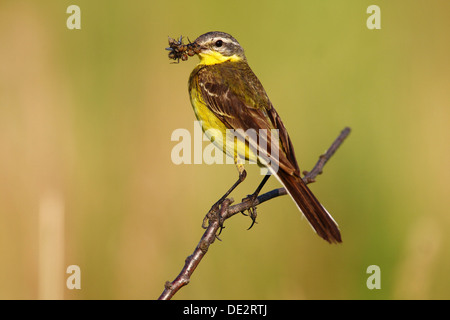 Schafstelze (Motacilla Flava) sitzt auf einem Ast mit Nahrung im Schnabel Stockfoto