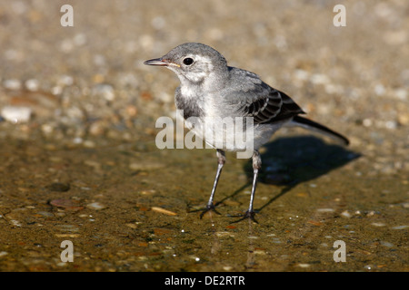 Junge Bachstelze (Motacilla Alba) stehen im flachen Wasser Stockfoto