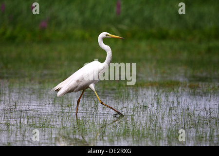 Silberreiher (Casmerodius Albus), zu Fuß durch eine sumpfige Wiese Stockfoto