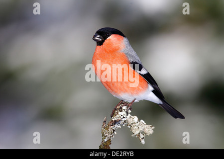 Gimpel (Pyrrhula), Männchen sitzt auf einem Ast mit Flechten bedeckten Stockfoto
