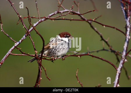 Spanische Sperling (Passer Hispaniolensis), männliche sitzen auf Dorn Busch, Exdremadura, Spanien, Europa Stockfoto
