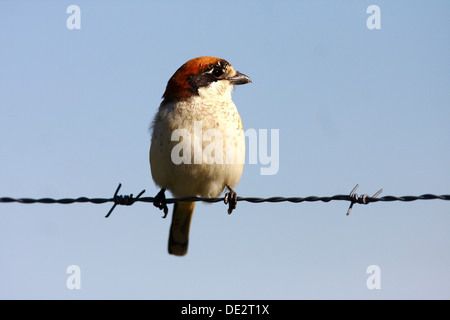 Rotkopfwürger (Lanius Senator) sitzen auf Stacheldraht Zaun, Extremadura, Spanien, Europa Stockfoto