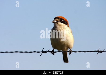 Rotkopfwürger (Lanius Senator) sitzen auf Stacheldraht Zaun, Extremadura, Spanien, Europa Stockfoto