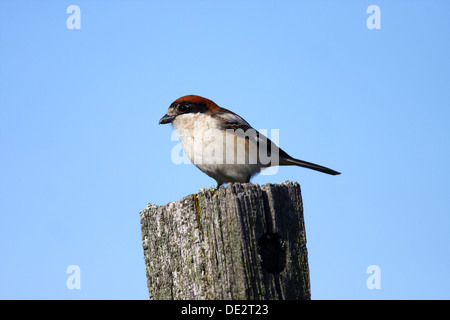 Rotkopfwürger (Lanius Senator) sitzen auf Zaun Pfosten, Extremadura, Spanien, Europa Stockfoto