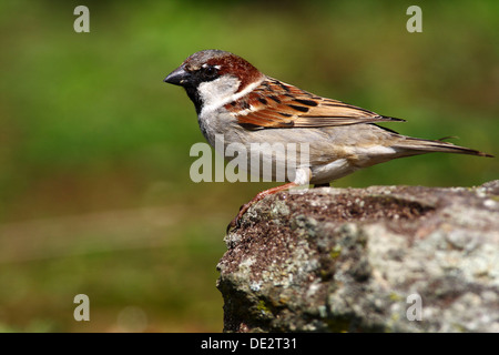 Haussperling (Passer Domesticus), thront auf einem Felsen Stockfoto