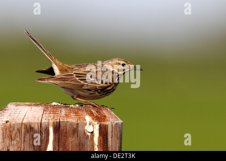 Wiese Pieper (Anthus Pratensis), Altvogel thront auf einem Mast und Durchführung ihrer Balz Stockfoto