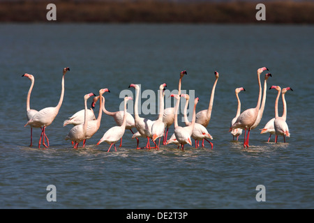 Amerikanische Flamingo (Phoenicopterus Ruber), strömen stehen im flachen Wasser, Camargue, Frankreich, Europa Stockfoto