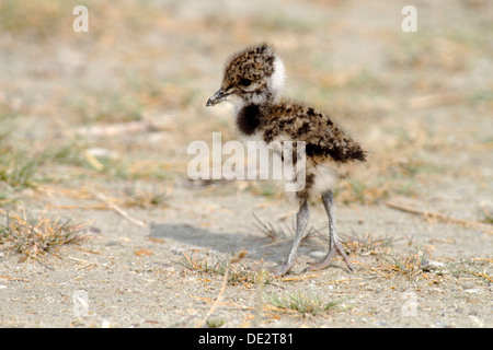 Nördlichen Kiebitz, Kiebitz oder grün Regenpfeifer (Vanellus Vanellus), Küken stehen auf dem Strand, Apetlon, Neusiedlersee, Burgenland Stockfoto