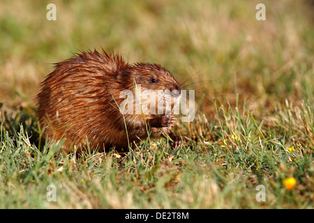 Bisamratte (Ondatra Zibethicus), Erwachsene sitzen am Ufer eines Teiches Essen Grass, Illmitz, Neusiedler See, Burgenland, Österreich Stockfoto