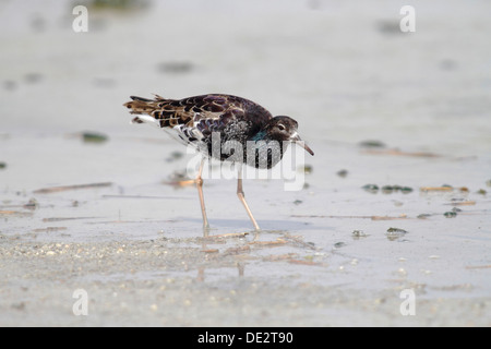 Kampfläufer (Philomachus Pugnax), männliche stehen im flachen Wasser, Apetlon, Neusiedlersee, Burgenland, Österreich, Europa Stockfoto