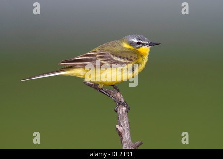 Schafstelze (Motacilla Flava), männliche Sining auf Barsch, Apetlon, Neusiedlersee, Burgenland, Austria, Europe Stockfoto