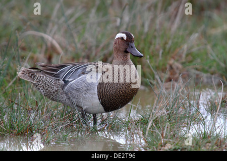 Garganey (Anas Querquedula), männliche stehend auf dem Ufer, Neusiedlersee, Burgenland, Austria, Europe Stockfoto