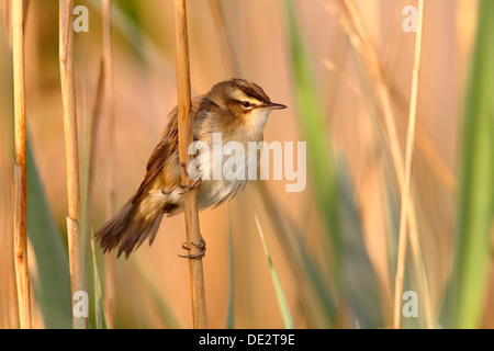 Schilfrohrsänger (Acrocephalus Schoenobaenus), thront auf einem Rohr, Illmitz, Neusiedler See, Burgenland, Österreich, Europa Stockfoto