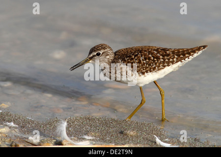 Bruchwasserläufer (Tringa Glareola) auf der Suche nach Nahrung in seichtem Wasser, Neusiedlersee, Burgenland, Austria, Europe Stockfoto