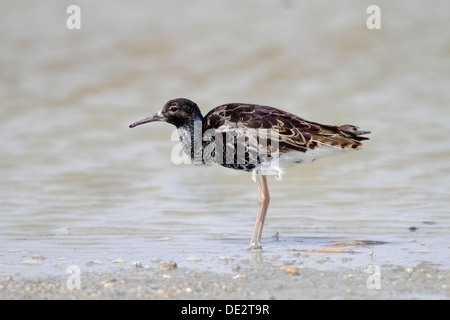 Kampfläufer (Philomachus Pugnax), männliche waten durch das seichte Wasser, Apetlon, Neusiedlersee, Burgenland, Österreich, Europa Stockfoto