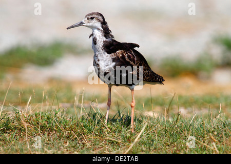 Kampfläufer (Philomachus Pugnax), männliche stehen am Ufer im Rasen, Apetlon, Neusiedlersee, Burgenland, Austria, Europe Stockfoto