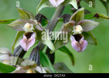 Blühende Broad-leaved Helleborine (Epipactis Helleborine), Neunkirchen im Siegerland, North Rhine-Westphalia Stockfoto