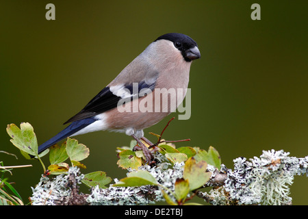 Eurasische Gimpel (Pyrrhula Pyrrhula), weibliche auf einem Flechten bedeckten Ast, Neunkirchen im Siegerland Stockfoto