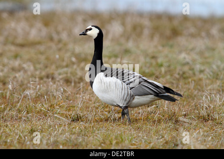 Weißwangengans (Branta Leucopsis) auf einer Wiese, Nationalpark Lauwersmeer, Holland, Niederlande, Europa Stockfoto