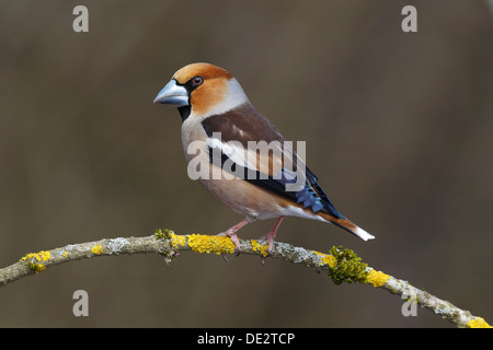 Kernbeißer (Coccothraustes Coccothraustes), Männlich, thront auf einem Ast bedeckt in Flechten, Neunkirchen, Siegerland Stockfoto