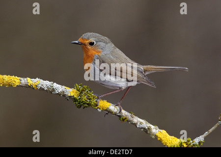 Robin (Erithacus Rubecula) thront auf einem Ast bedeckt in Flechten, Neunkirchen, Siegerland, NRW, Deutschland Stockfoto