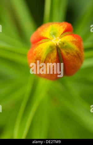 Orange Lilie (Lilium bulbiferum), Dolomiten, Südtirol, Italien, Europa Stockfoto