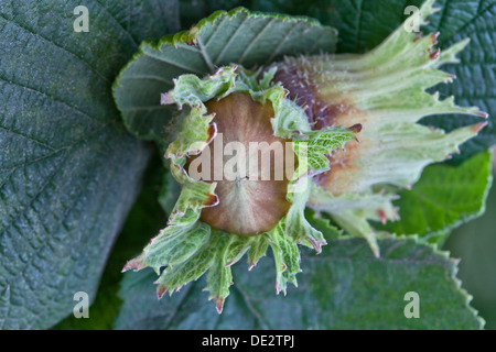 Reifende Haselnüsse in Schale "Corylus Avellana". Stockfoto