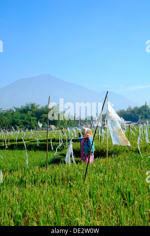 weibliche Arbeiter mit einfachen grundlegenden Vogel erschrecken Gerät als Abschreckung in ein Reis-Feld-Java-Indonesien Stockfoto