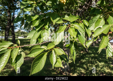 WASHINGTON DC, USA - Die berühmten yoshino Cherry Trees rund um das Tidal Basin in Washington DC im Sommer mit Ihrer vollen grün Blatt abdecken. In den frühen Frühling, mehrere tausend Kirschbäume im Bereich Burst in Blume mit rosa und weißen Blüten. Stockfoto