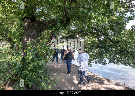 Die berühmten Yoshino Kirschbäume um die Tidal Basin in Washington DC im Sommer mit ihrer vollen grünes Blatt zu decken. Im zeitigen Frühjahr platzen mehrere tausend Kirschbäume im Bereich zur Blüte mit rosa und weißen Blüten. Stockfoto