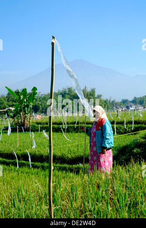 weibliche Arbeiter mit einfachen grundlegenden Vogel erschrecken Gerät als Abschreckung in ein Reis-Feld-Java-Indonesien Stockfoto